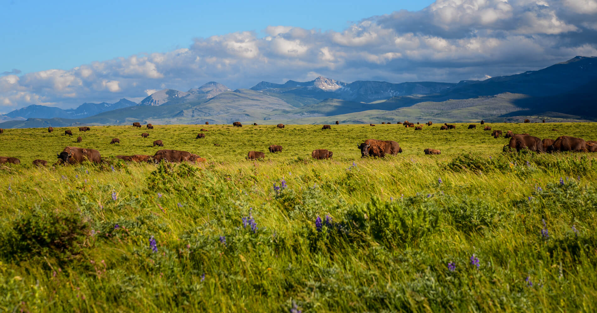 indian reservation tours montana